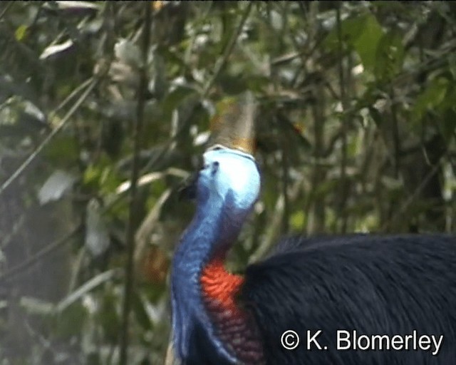 Southern Cassowary - ML201041541