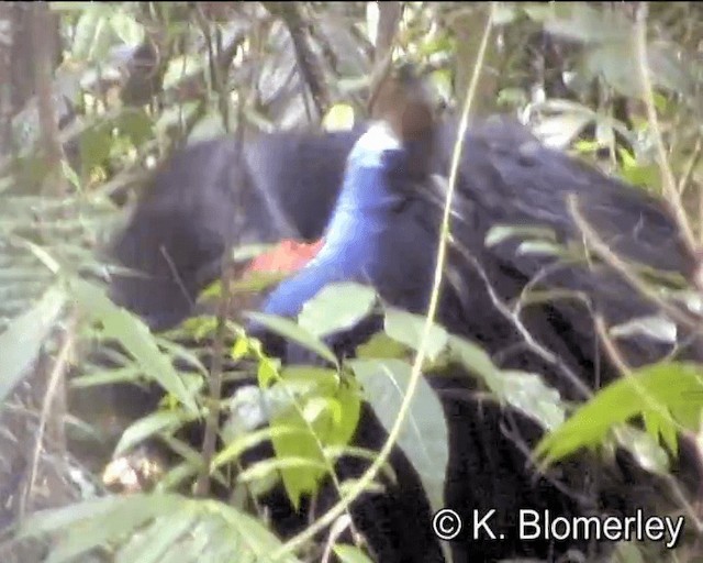 Southern Cassowary - ML201041551