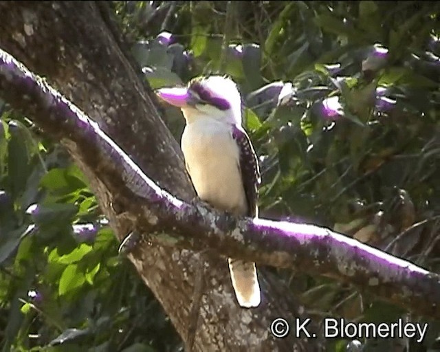 Laughing Kookaburra - ML201041561