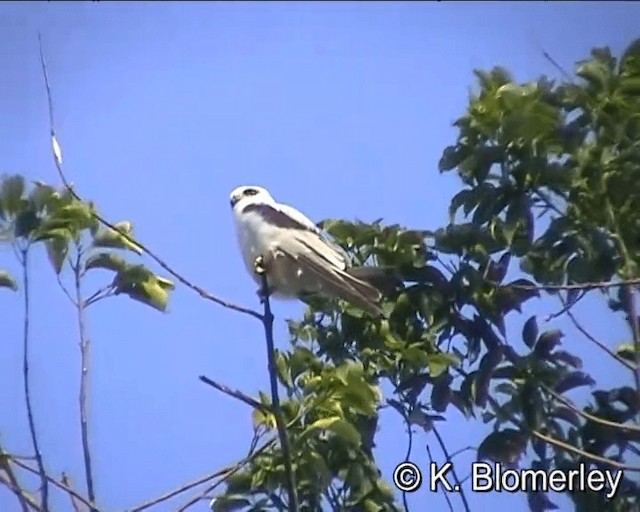 Black-shouldered Kite - ML201041571