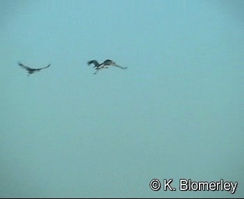 Sarus Crane - ML201041581