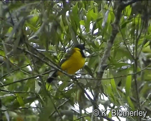 Golden Whistler (Eastern) - ML201041641