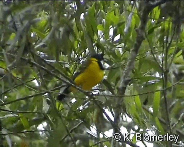 Golden Whistler - ML201041641