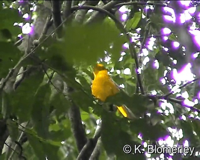 Golden Bowerbird - ML201041661