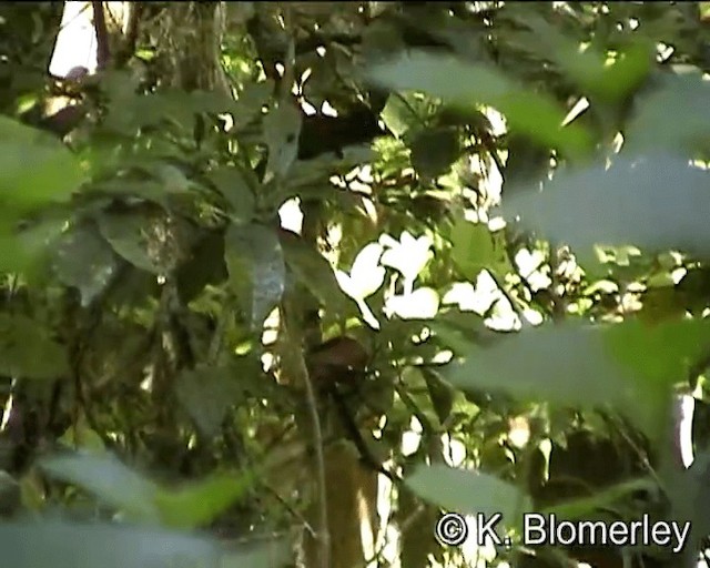 Eastern Whipbird - ML201041671