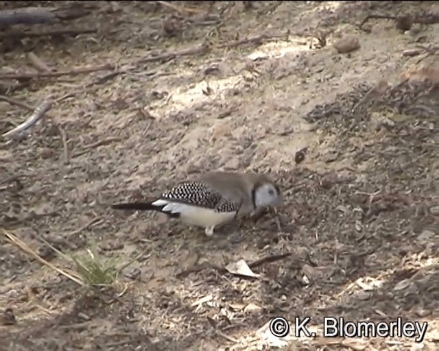 Double-barred Finch - ML201041701