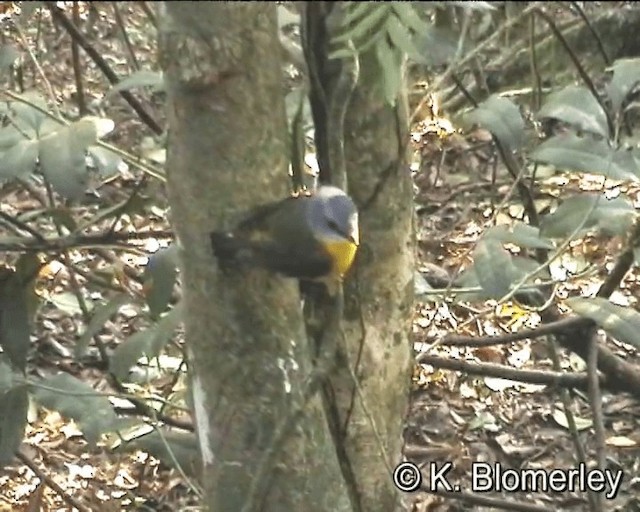 Eastern Yellow Robin - ML201041751