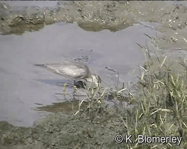 Gray-tailed Tattler - ML201041761