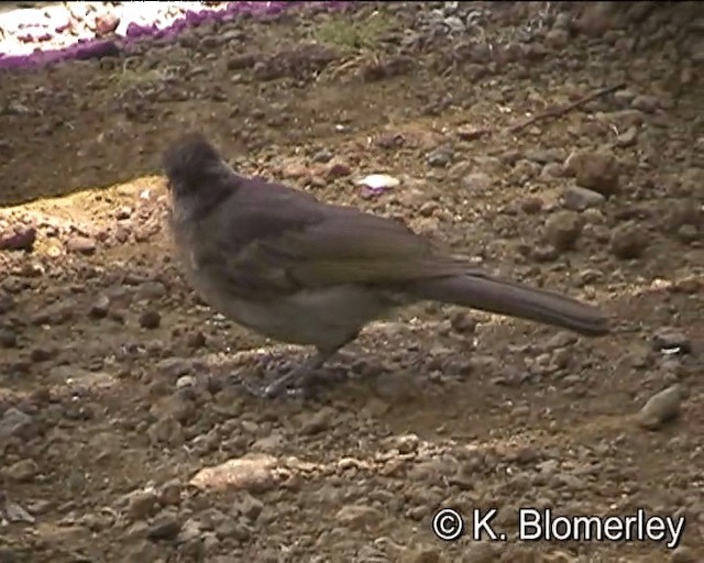 Bridled Honeyeater - ML201041771