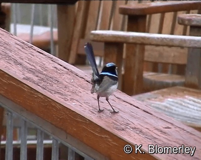 Superb Fairywren - ML201041791