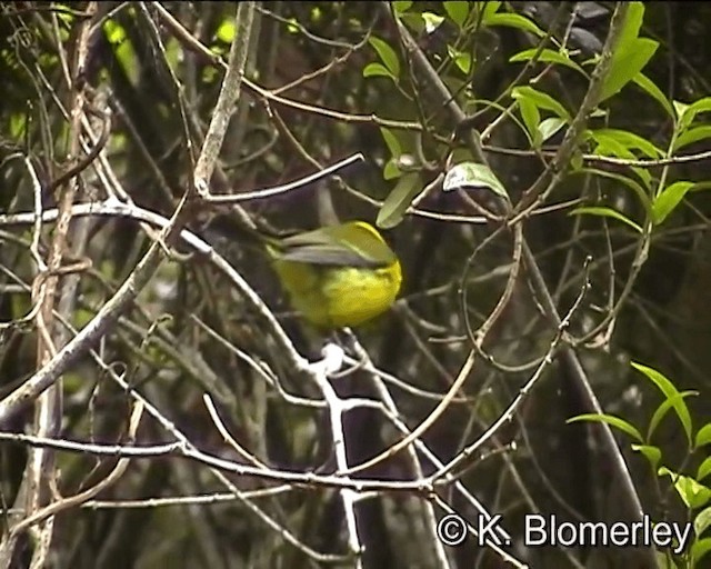 Golden Whistler (Eastern) - ML201041811