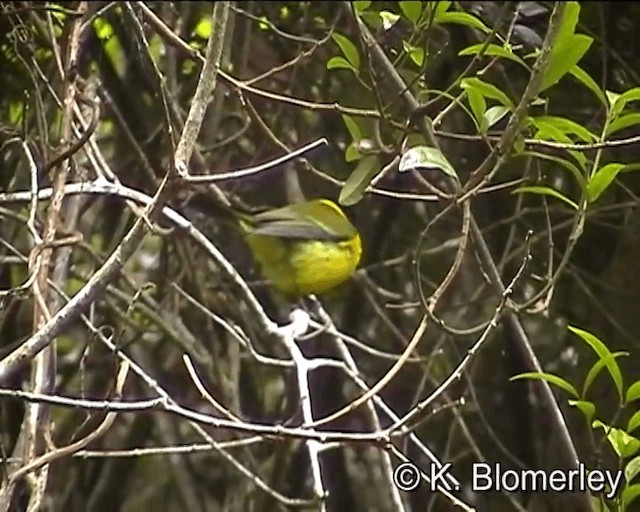 キバラモズヒタキ - ML201041811