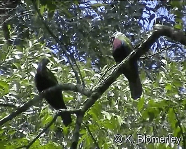 Wompoo Fruit-Dove - ML201041841