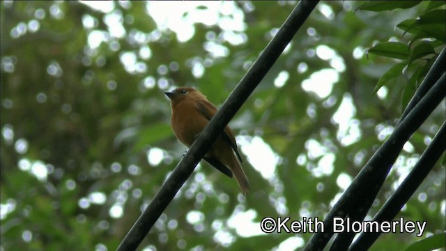 Cinnamon Flycatcher (Santa Marta) - ML201041871