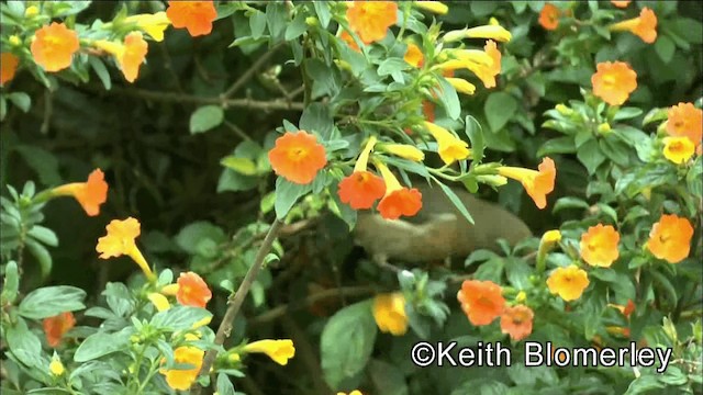 White-sided Flowerpiercer - ML201041891