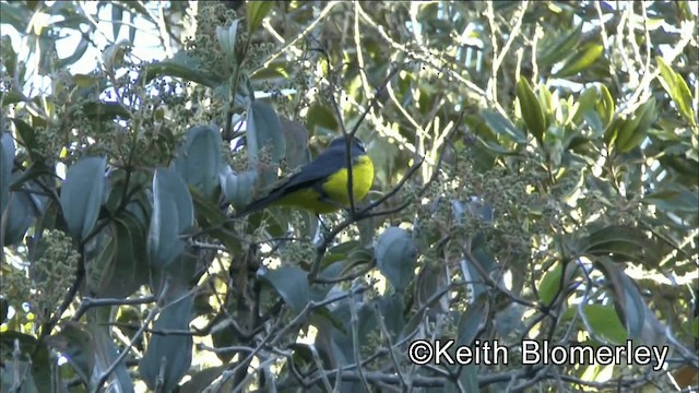 Black-cheeked Mountain Tanager - ML201041931
