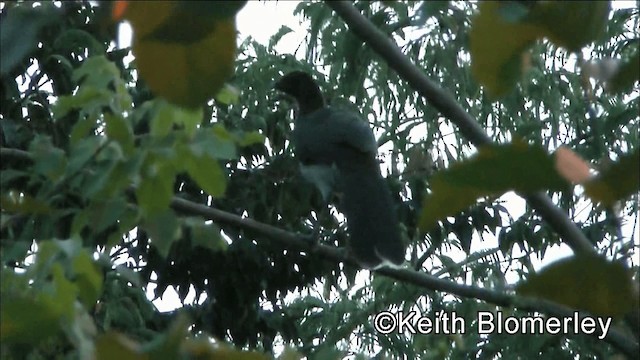 Chachalaca Alirroja - ML201042071