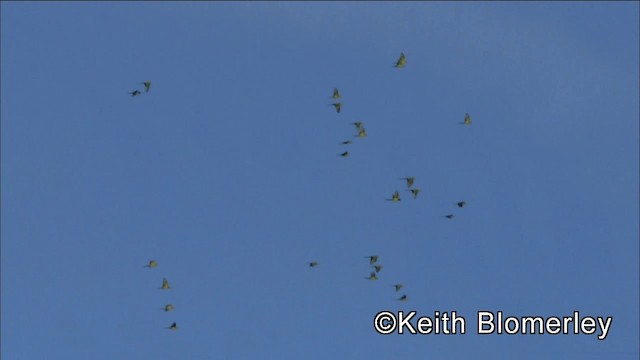 Yellow-eared Parrot - ML201042091