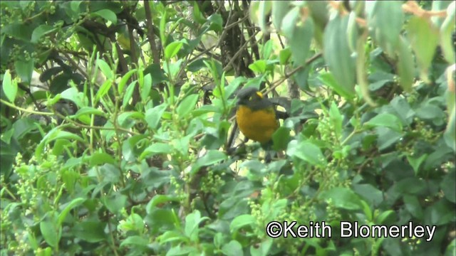 Lacrimose Mountain Tanager (palpebrosus Group) - ML201042111