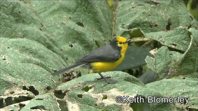 Schwarzohr-Waldsänger (chrysops) - ML201042171