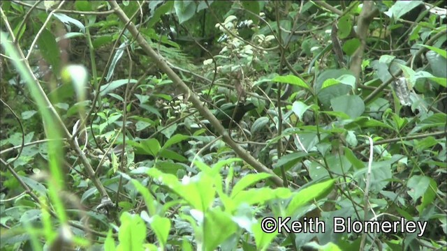 Grass-green Tanager - ML201042181