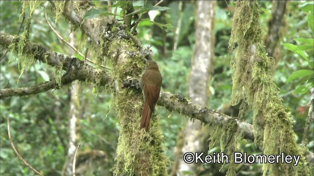 Montane Woodcreeper - ML201042191