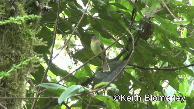 Rufous-breasted Flycatcher - ML201042201