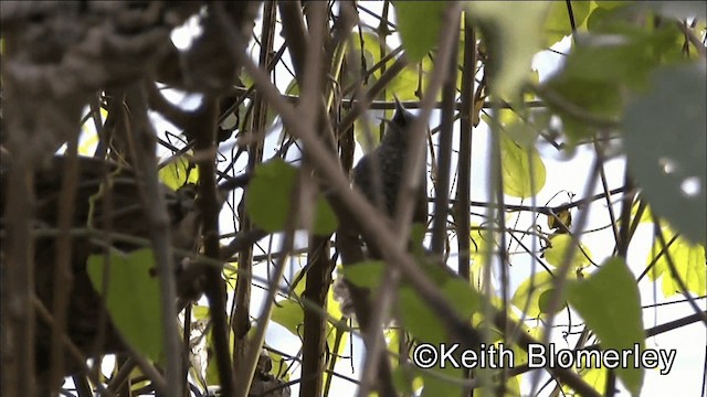 Speckle-breasted Wren (Colombian) - ML201042301