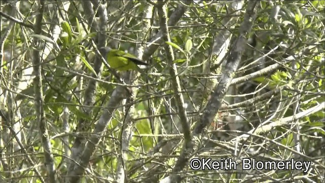 Tangara capucin (rubrirostris) - ML201042331