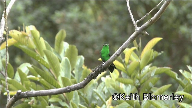 kolibrík ocelovořitý - ML201042391