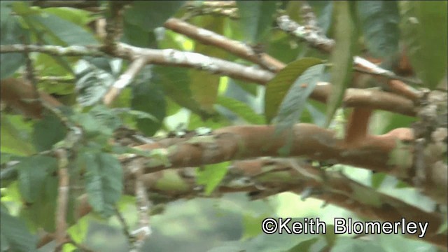Red-faced Spinetail - ML201042421