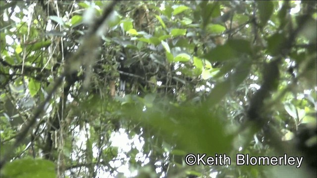 Black Solitaire - ML201042441