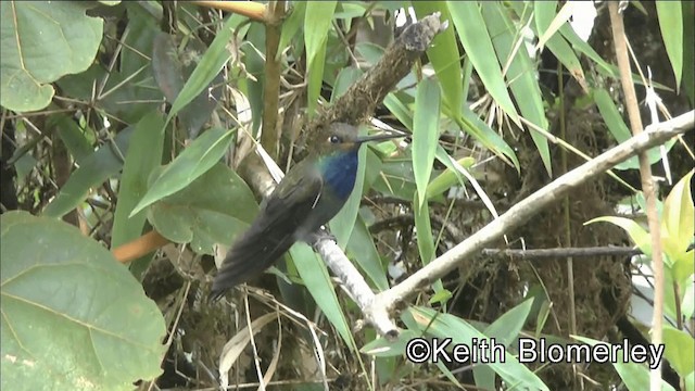 Rufous-gaped Hillstar - ML201042451