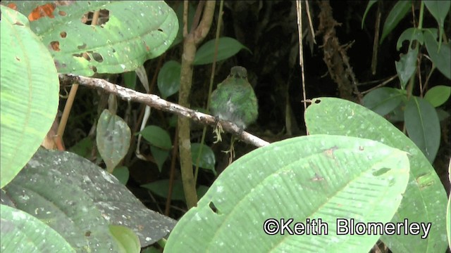 Greenish Puffleg - ML201042461