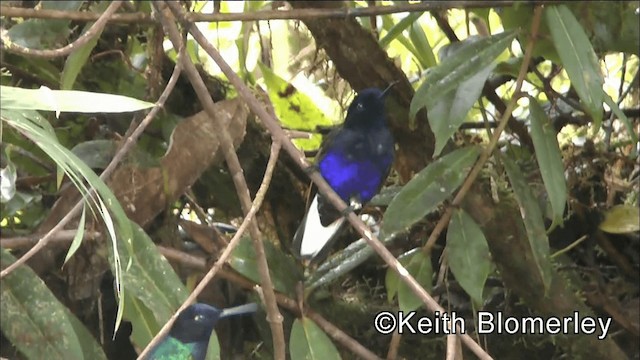 Velvet-purple Coronet - ML201042471