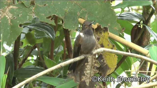 Brown Inca - ML201042491