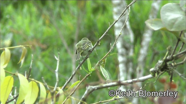 Golden-faced Tyrannulet (Golden-faced) - ML201042521