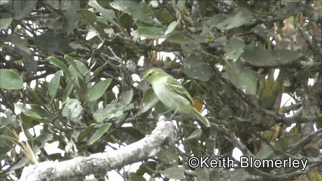 Тиран-малюк жовтощокий (підвид chrysops) - ML201042531