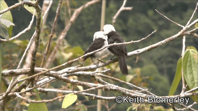 シロガシラサボテンミソサザイ - ML201042541