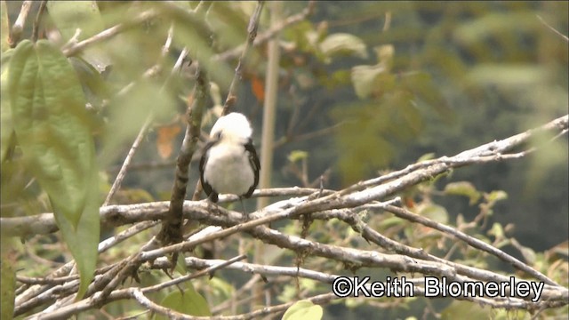 シロガシラサボテンミソサザイ - ML201042551