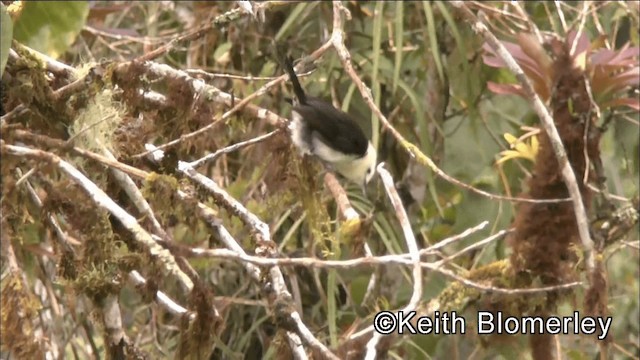 White-headed Wren - ML201042561