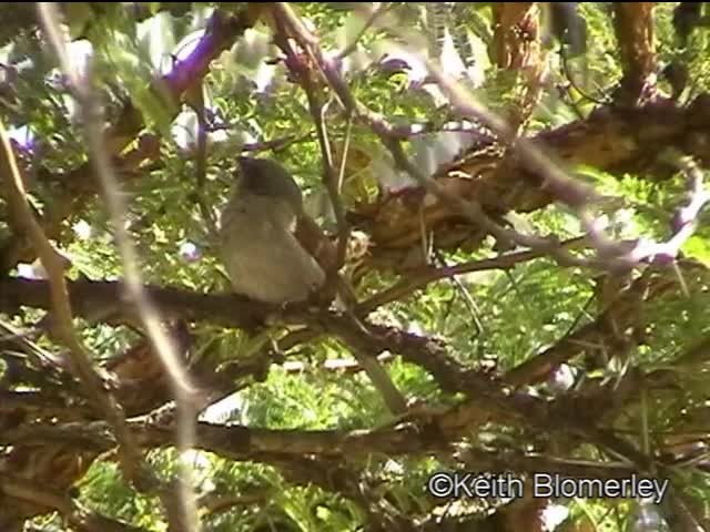 Swainson's Sparrow - ML201042591