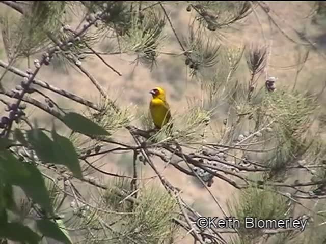 Vitelline Masked-Weaver - ML201042641