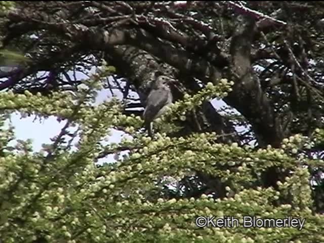 Wattled Starling - ML201042661