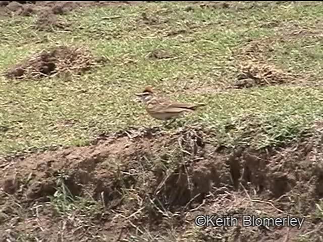 Blanford's Lark (Erlanger's) - ML201042681