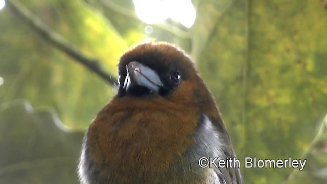 Prong-billed Barbet - ML201042731