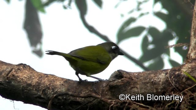 ヤブフウキンチョウ（postocularis グループ） - ML201042761