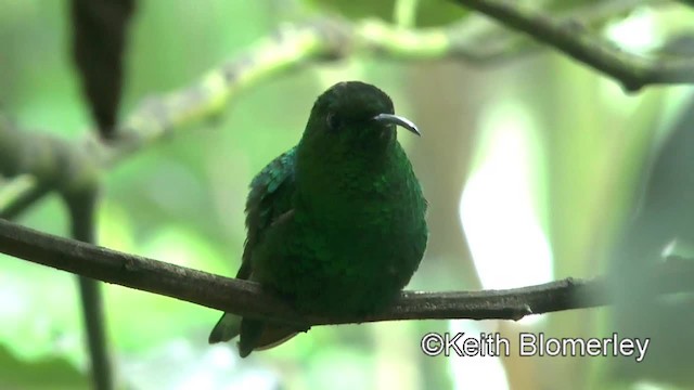 Coppery-headed Emerald - ML201042771