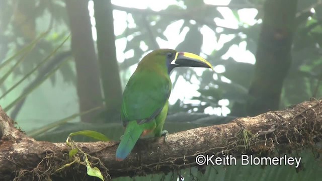 キバシミドリチュウハシ（caeruleogularis） - ML201042791