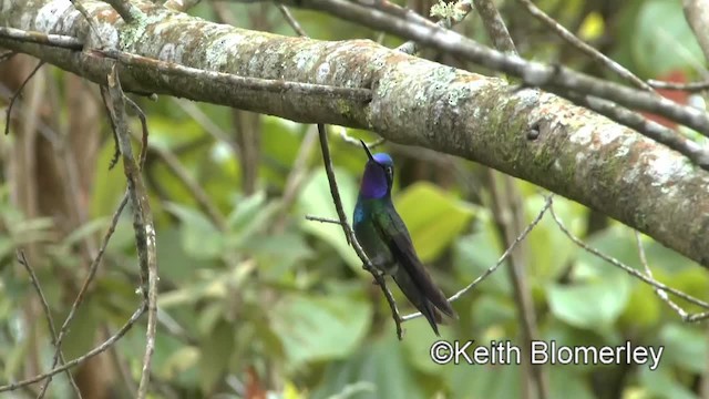 Purple-throated Mountain-gem - ML201042871